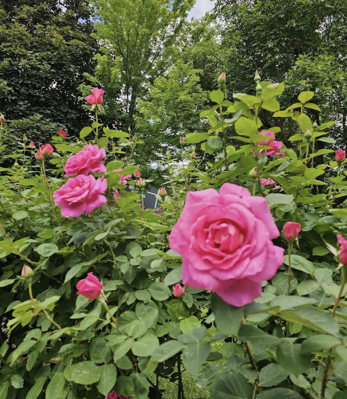 Pink roses in bloom